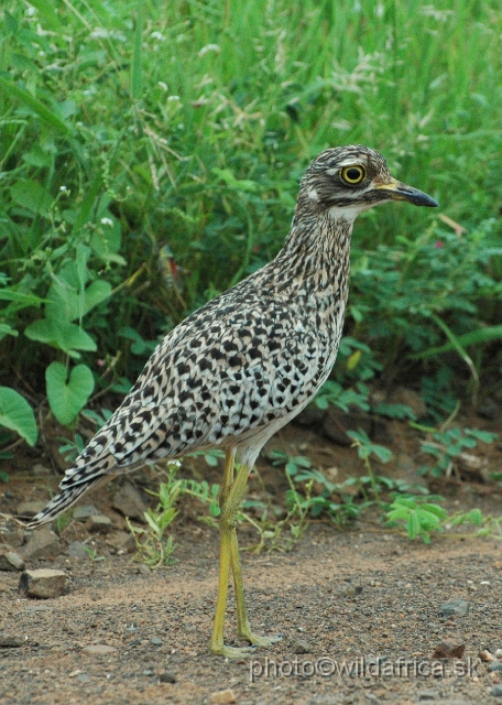 puku rsa 056.jpg - Spotted Thick-knee (Burhinus capensis)